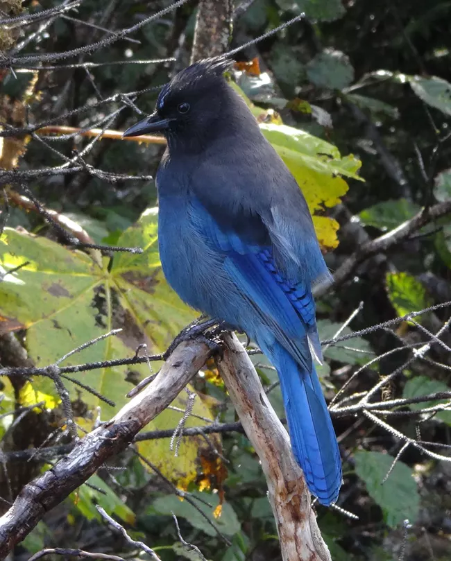 The mountain bluebirds of Yosemite National Park are not actually blue.