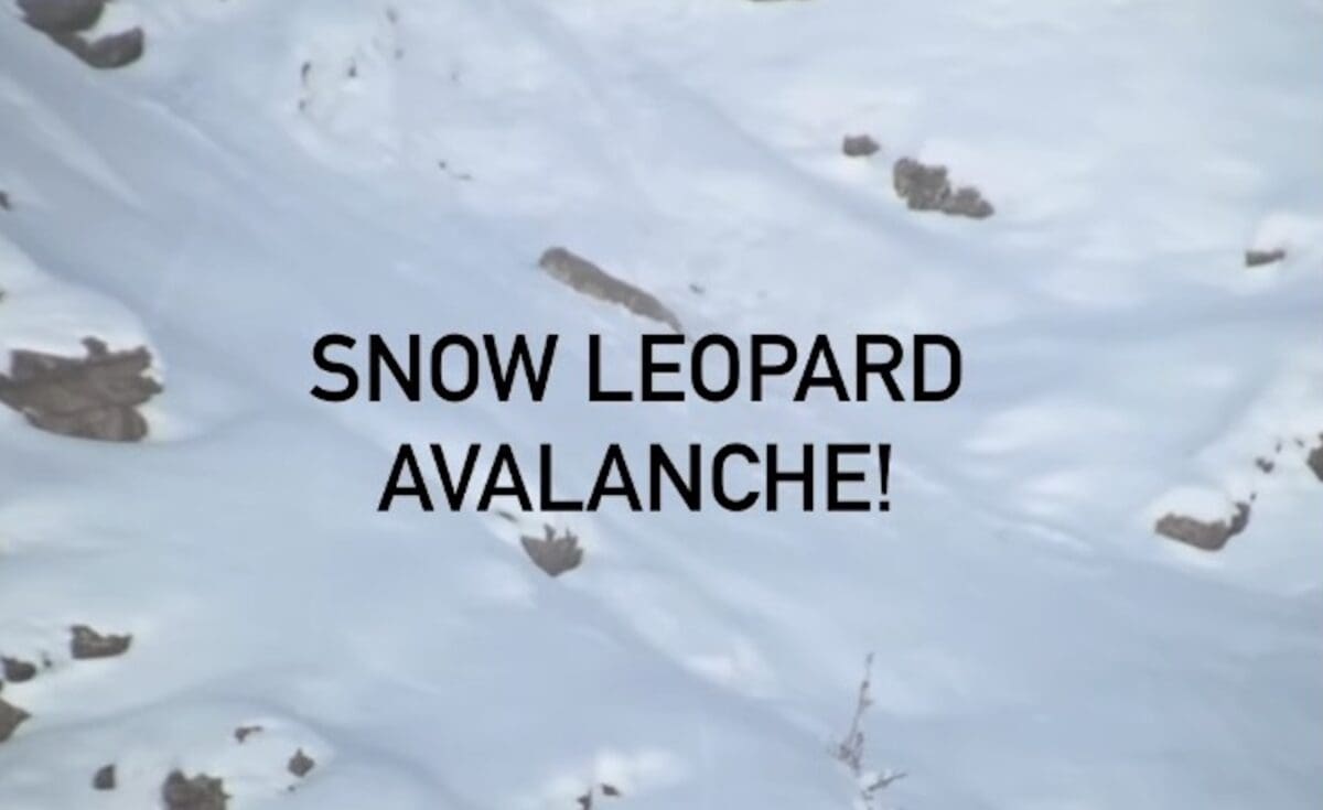 Snow leopard triggers avalanche