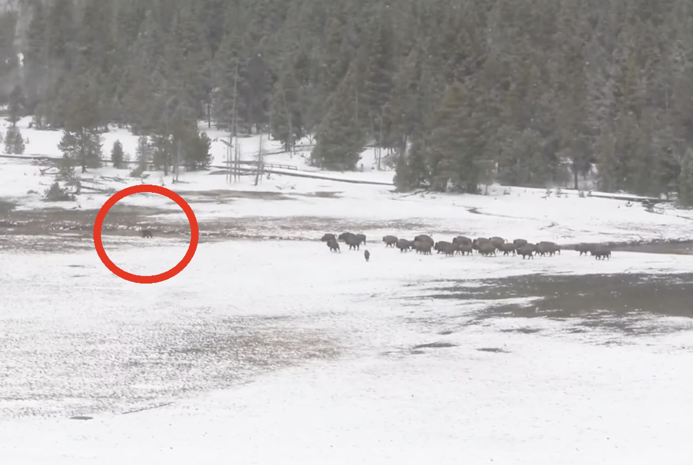 Yellowstone Bison Herd Chases Off Pesky Springtime Grizzly Bear