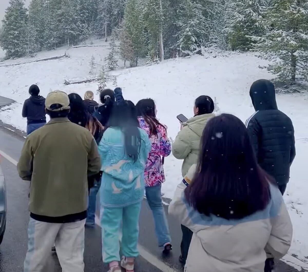 Tourists unwittingly get between mother grizzly and cub @ Yellowstone National Park