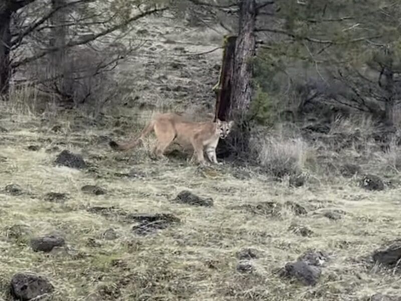 Roadside mountain lion in northern California.