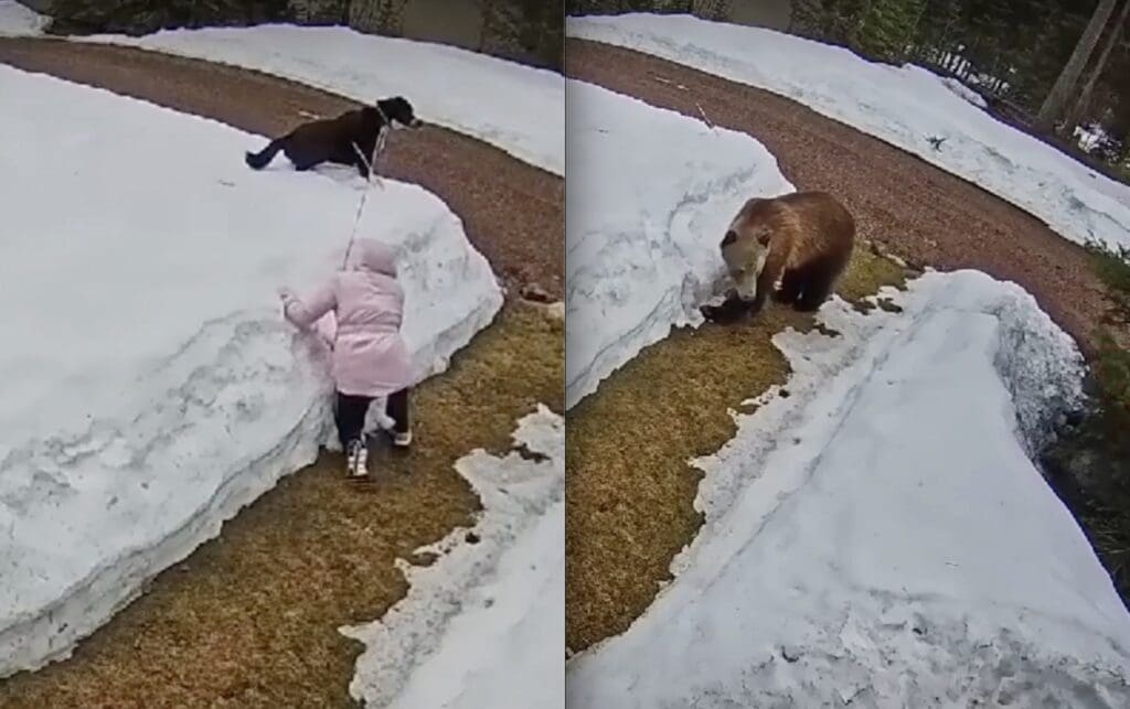 Dog walker encounters grizzly in Essex, Montana