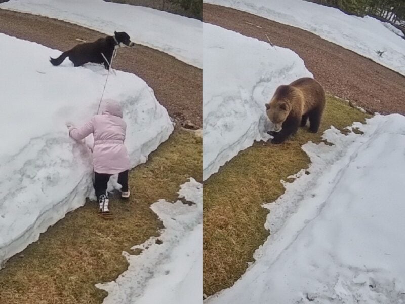 Dog walker encounters grizzly in Essex, Montana