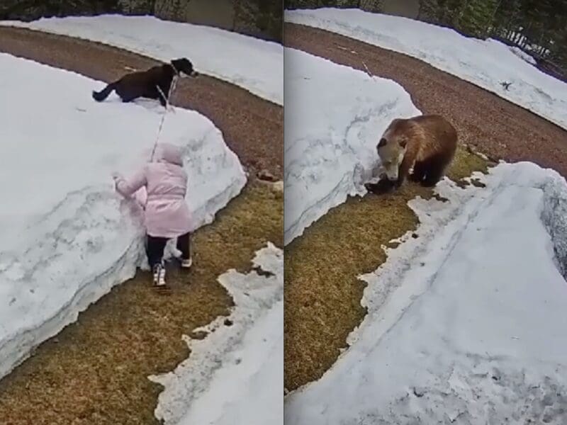 Dog walker encounters grizzly in Essex, Montana