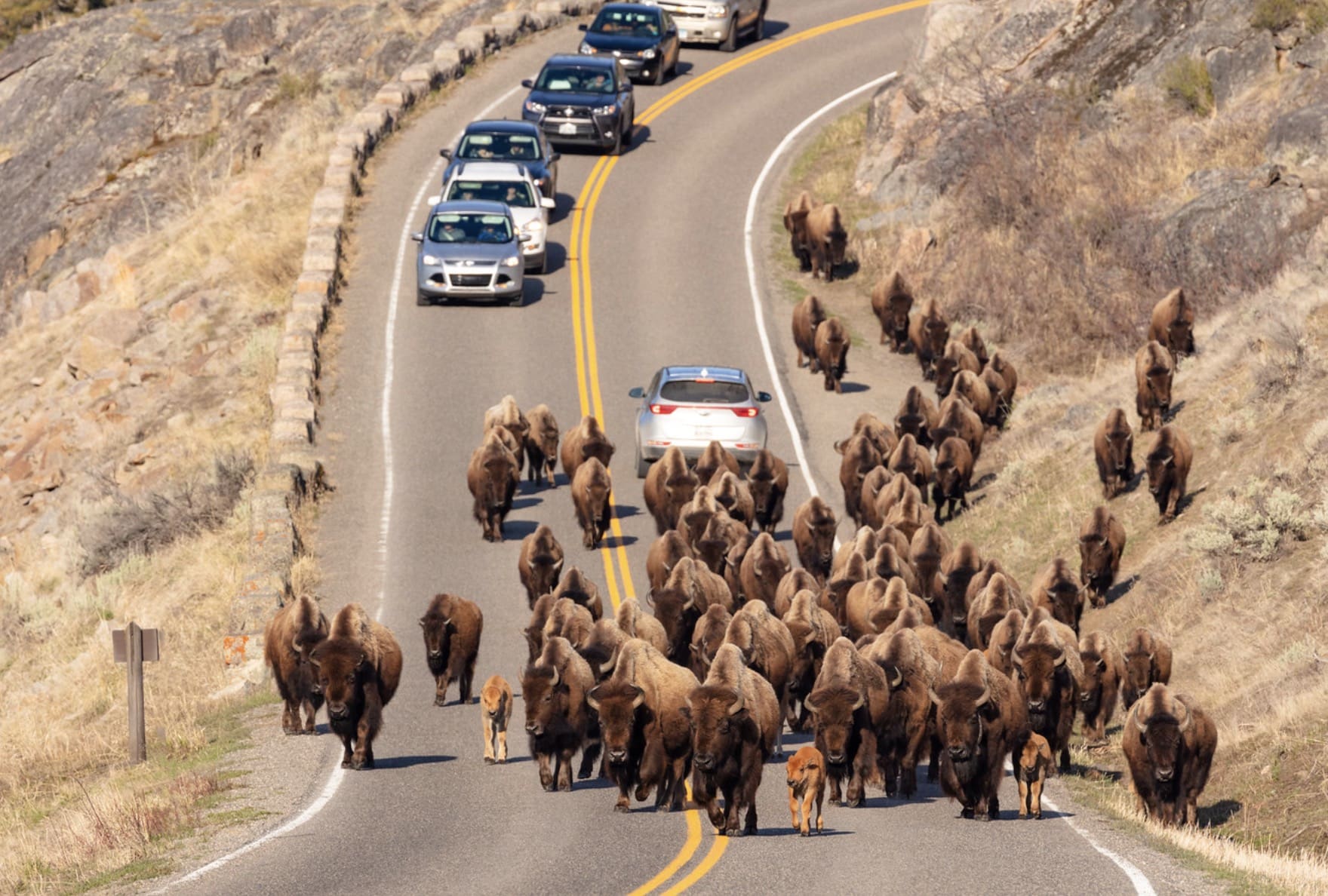 Yellowstone National Park Opening Select Entrances & Roads To Public