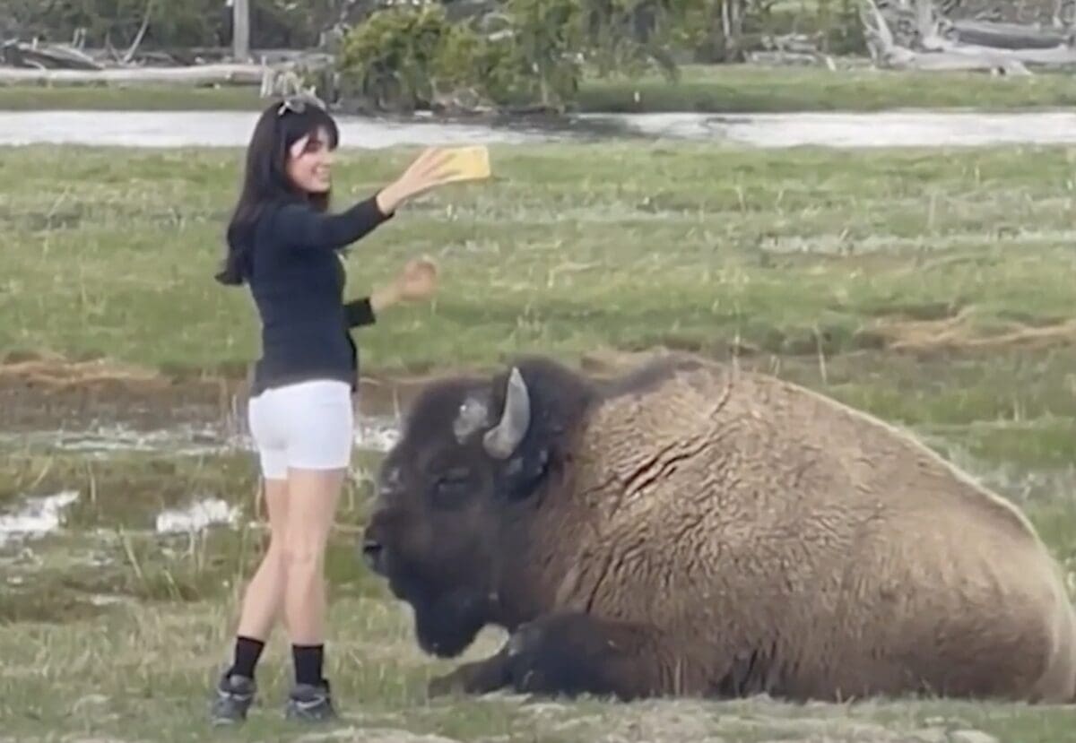 National Park Service wildlife selfie PSA