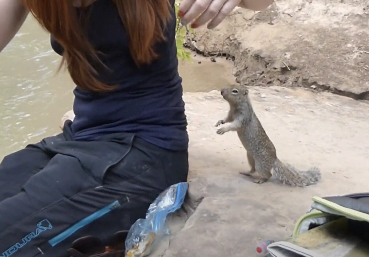 Squirrel Safety @ National Parks Service