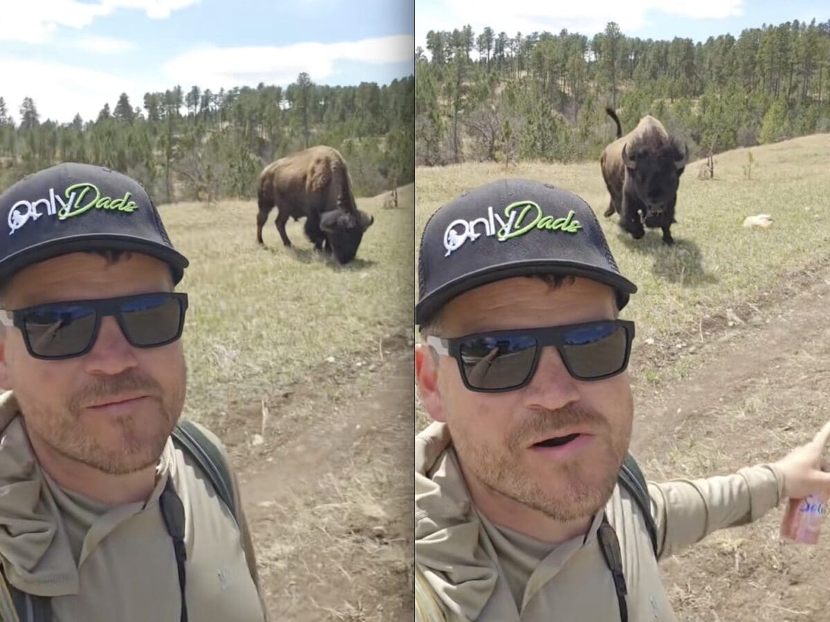 Selfie tourist charged by bison @ Yellowstone National Park