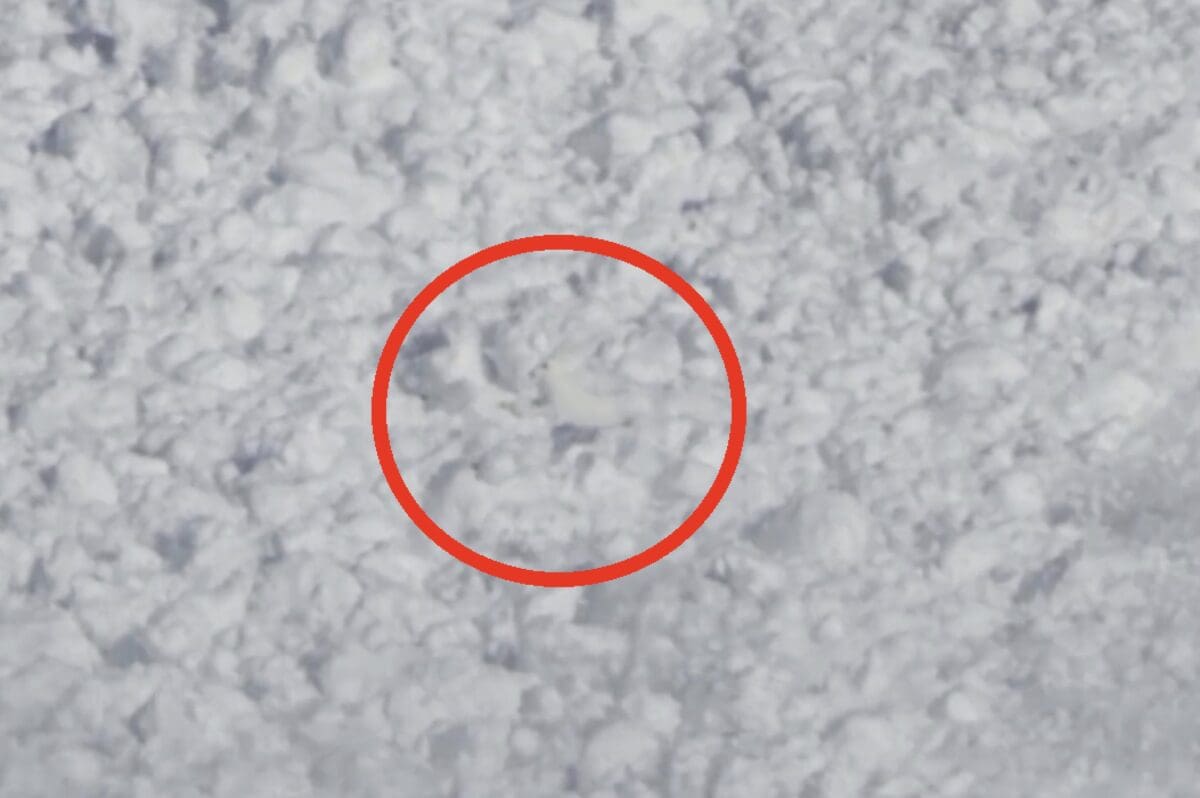 Rabbit Miraculously Escapes Getting Buried By Avalanche