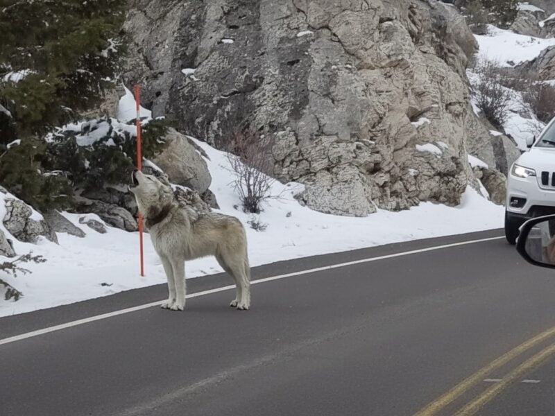 Wolf howls in traffic @ Yellowstone National Park
