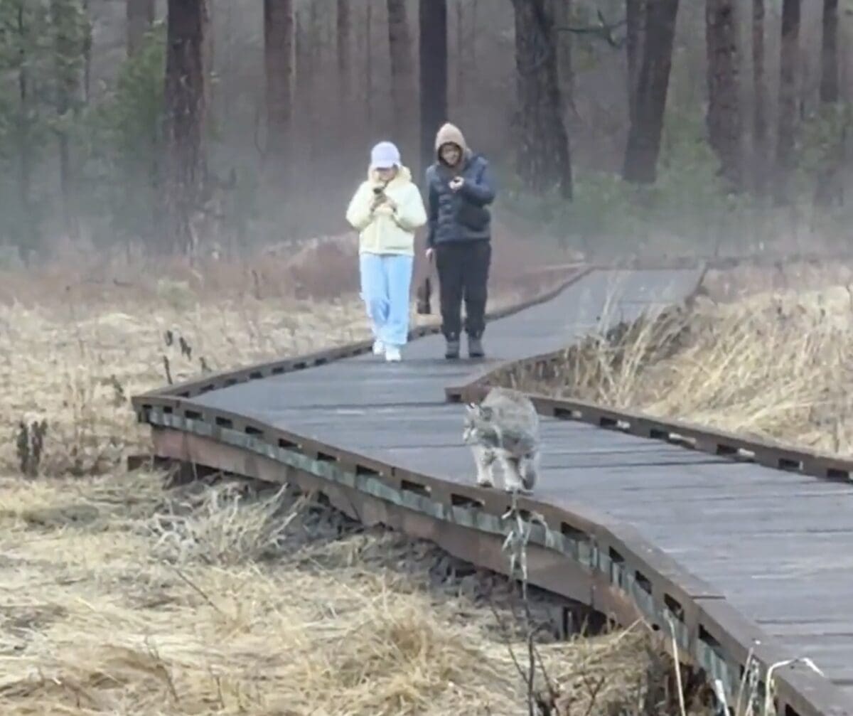 Tourist looking at phones miss bobcat pounce @ Yosemite National Park