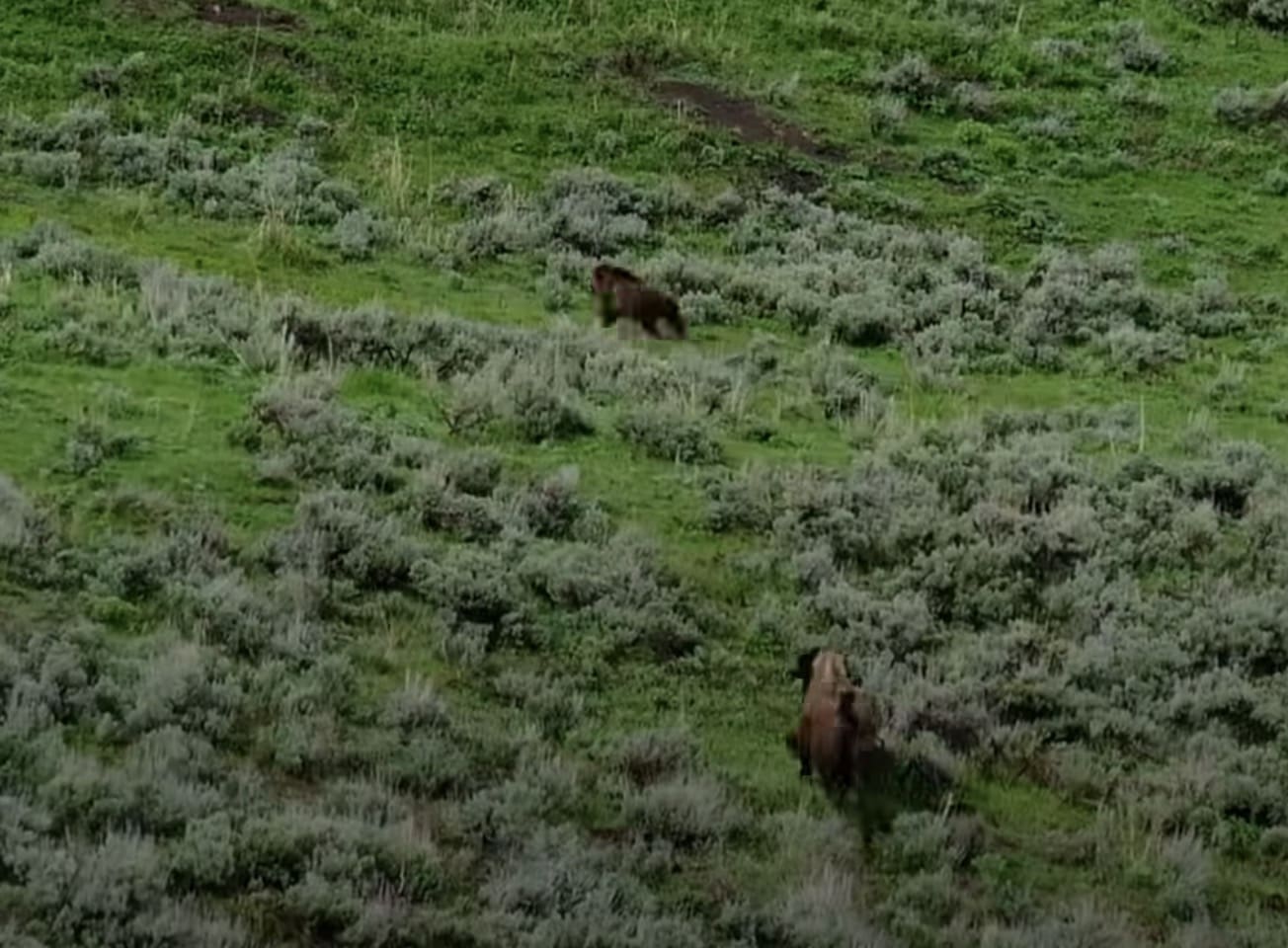 Yellowstone Bison Pull Uno Reverse Card & Charges Grizzly