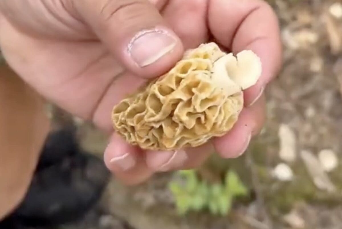 Morel foraging best practices