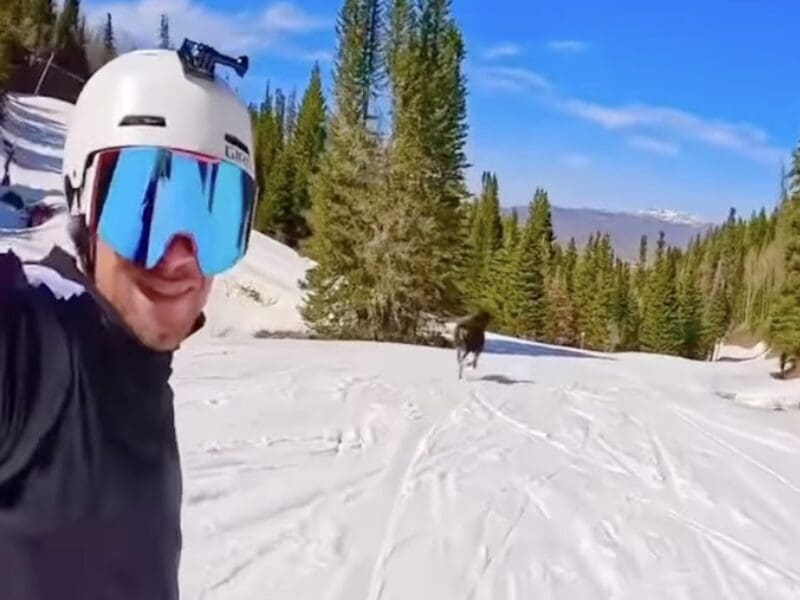 Moose gallops down the slopes @ Park City