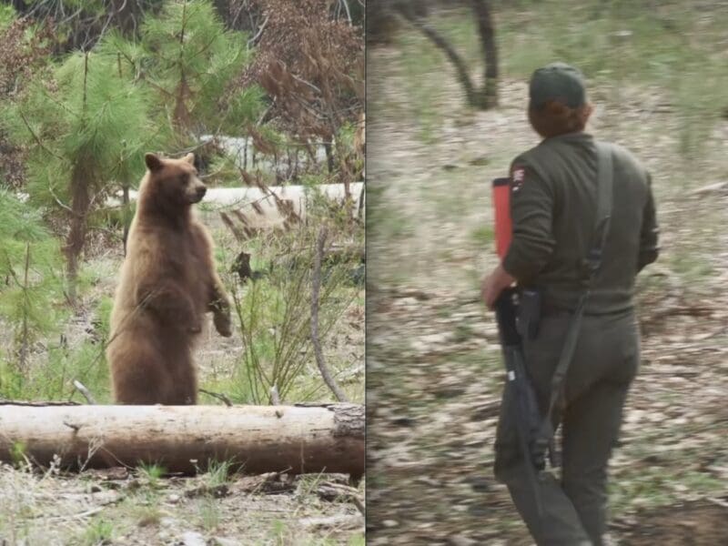Ranger hazes bear @ Yosemite National Park