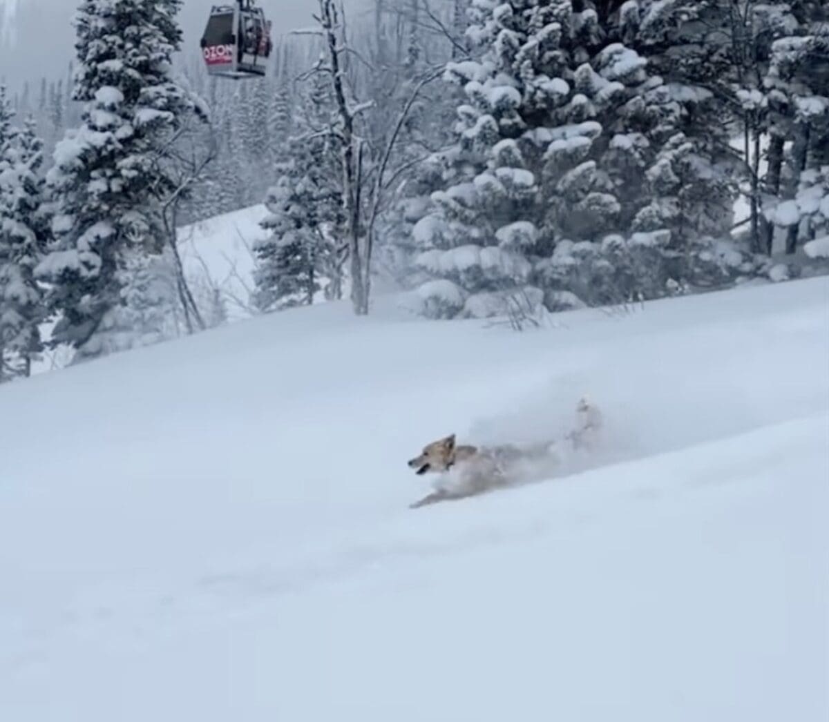 Una the powder hound