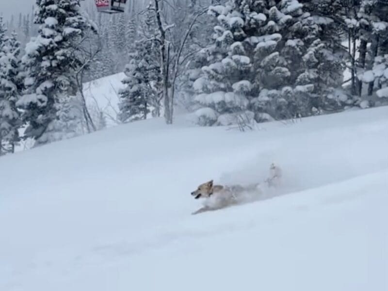 Una the powder hound