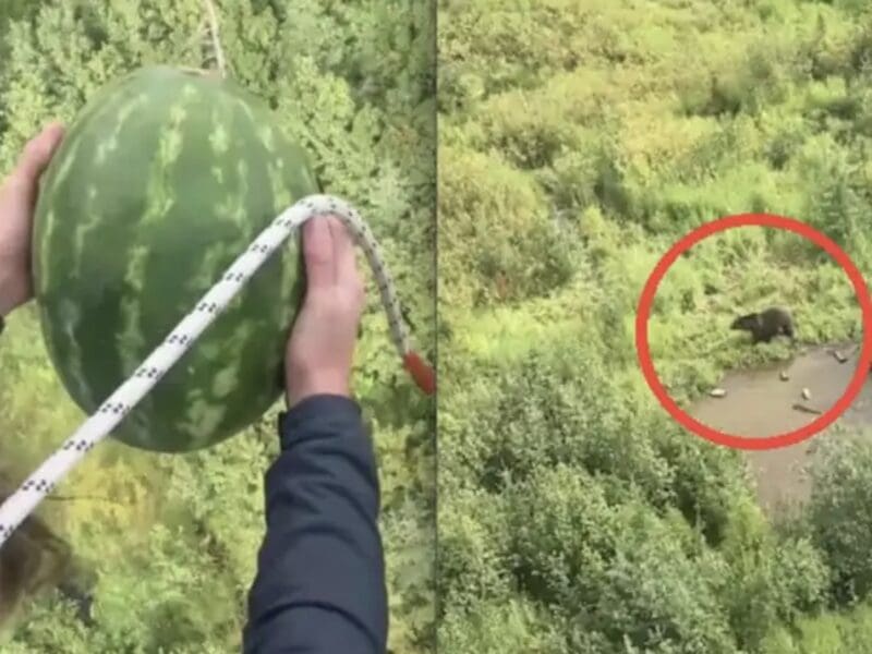 Watermelons dropped from Kicking Horse gondola into grizzly habitat.