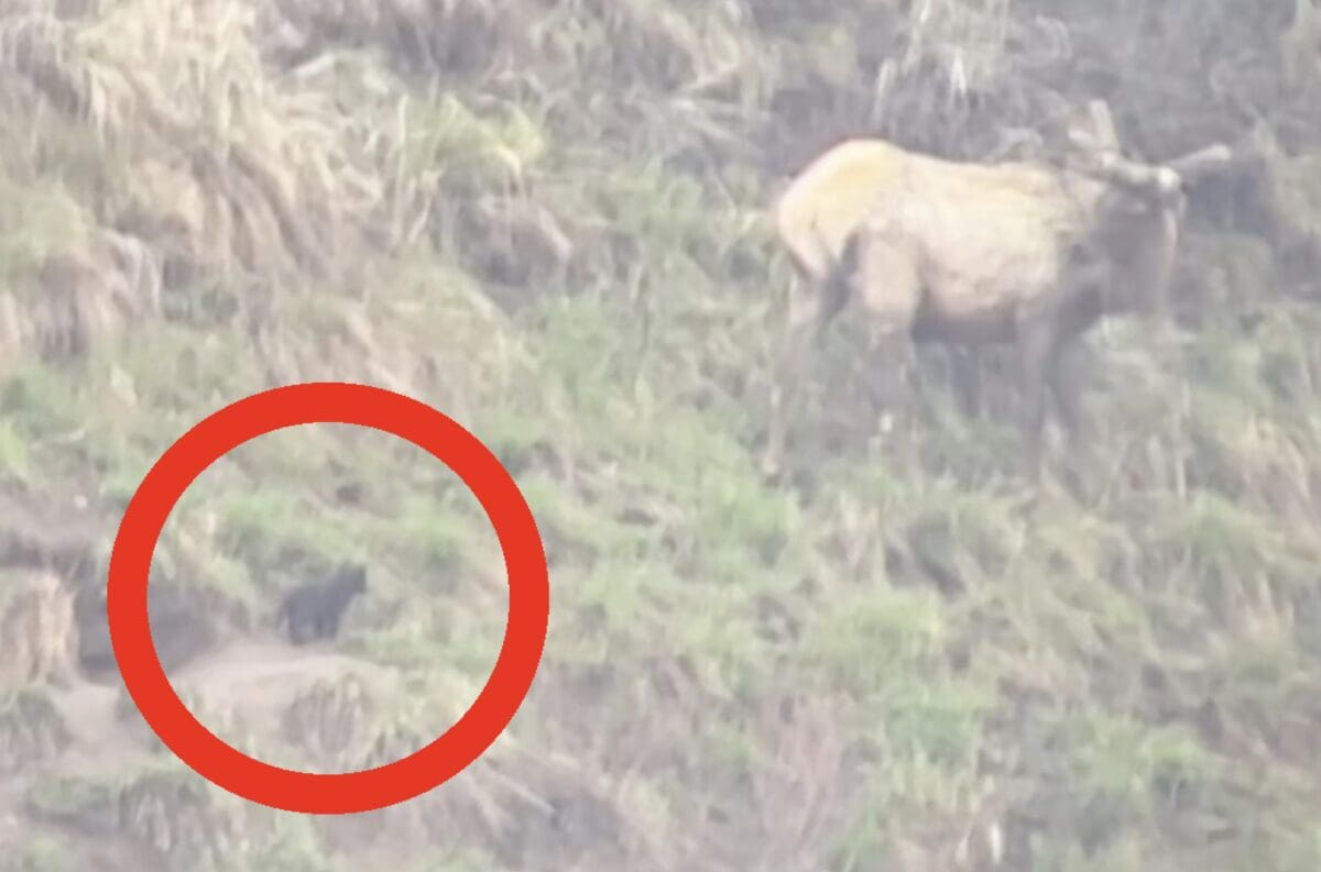 Wolf pup encounters elk for the first time.