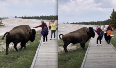 Tourist learns why you shouldn't pet bison @ Yellowstone National Park