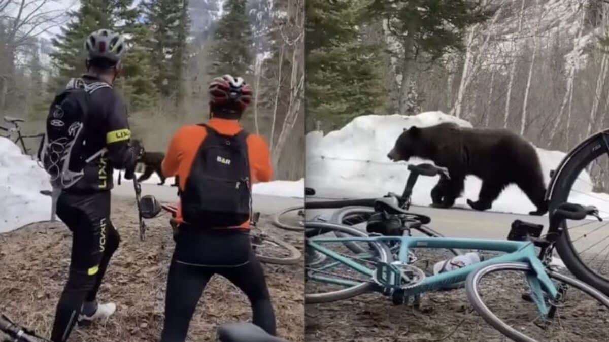 Grizzly Peacefully Passes by Cyclists at Glacier National Park