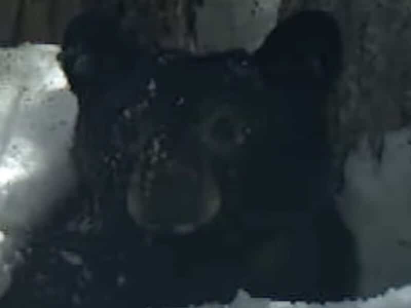 Drowsy bear waking up from hibernation caught on camera