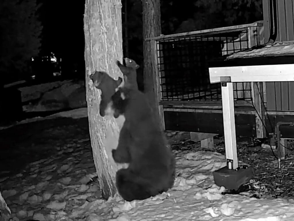 Black bear tree climbing lesson.