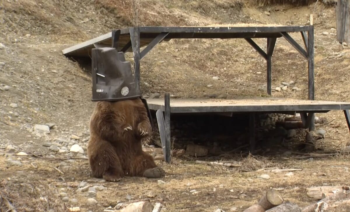 Alaska Zoo puts bear-resistant containers to the test.