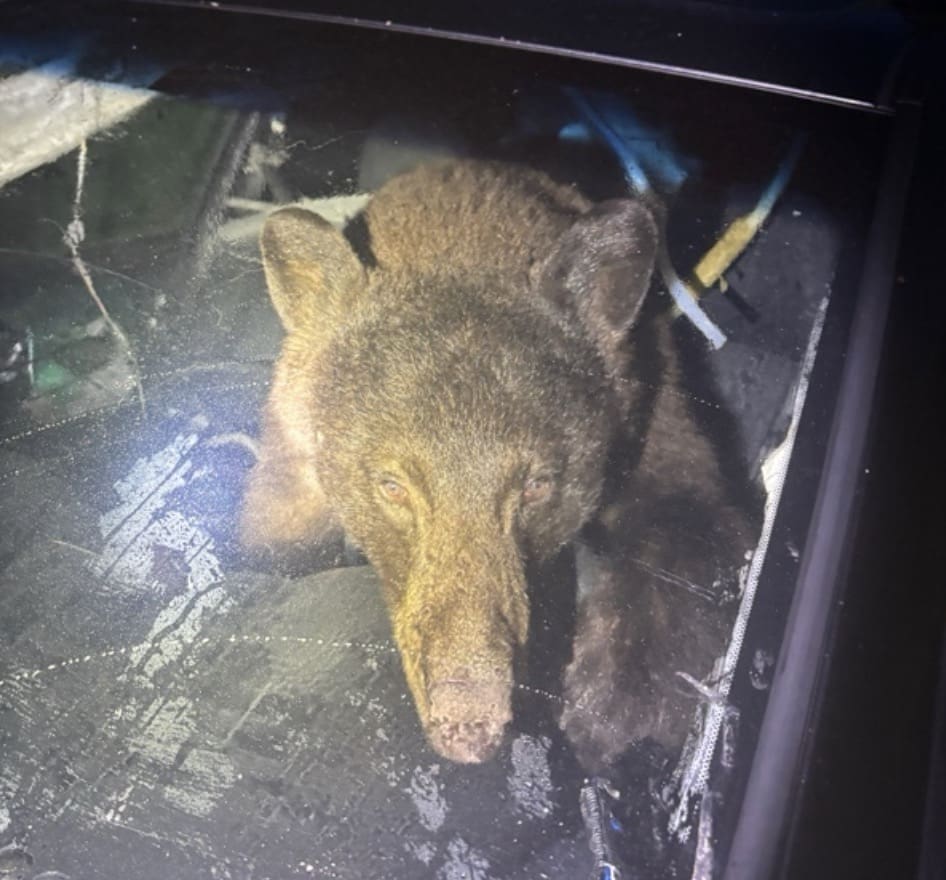 Black bear breaks into a Colorado car.