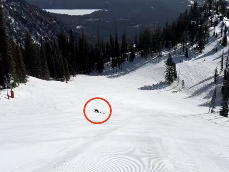 Black bear at Jackson Hole.