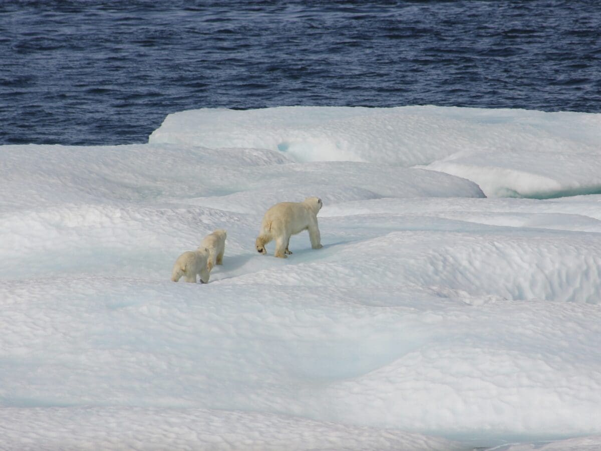 Polar bear.