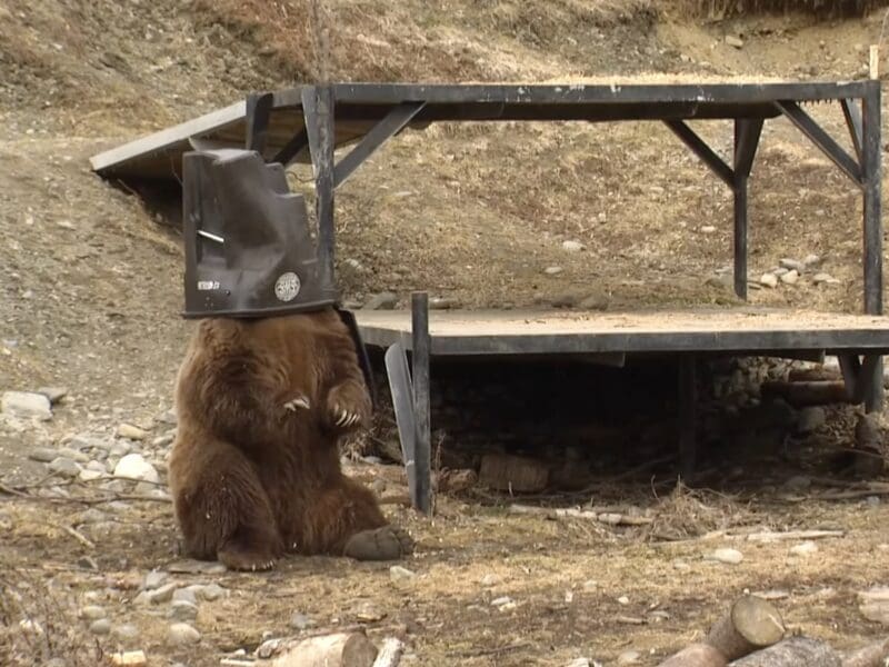Alaska Zoo puts bear-resistant containers to the test.