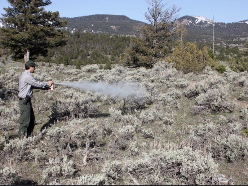Using bear spray.