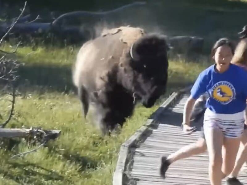 Bison charges tourists in Yellowstone.