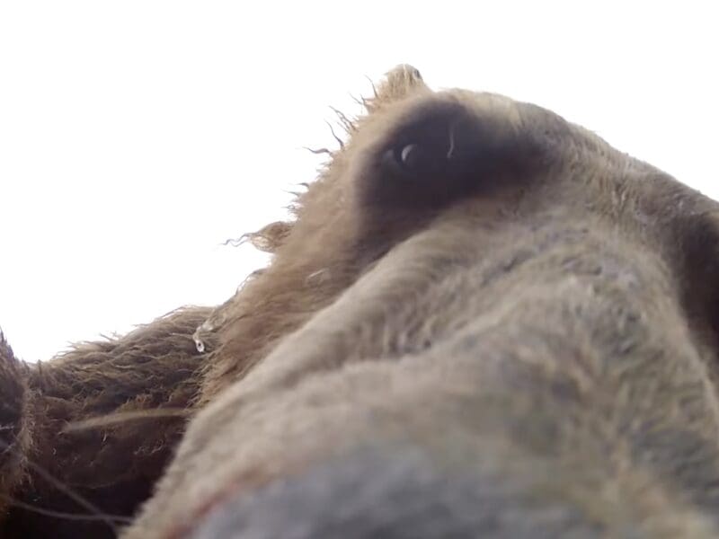 Young grizzly attempts to snack on GoPro.
