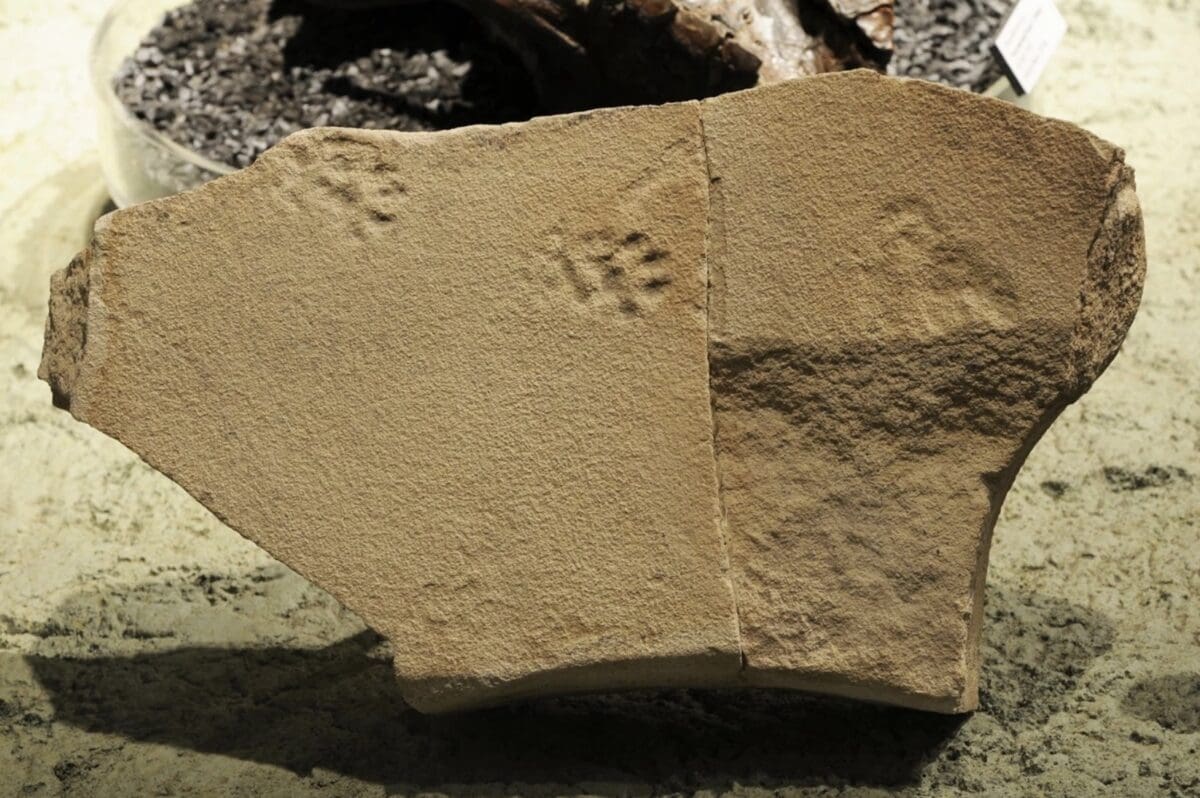 Cat-like footprints found in the John Day Formation of Oregon.