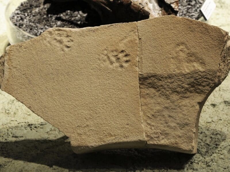 Cat-like footprints found in the John Day Formation of Oregon.
