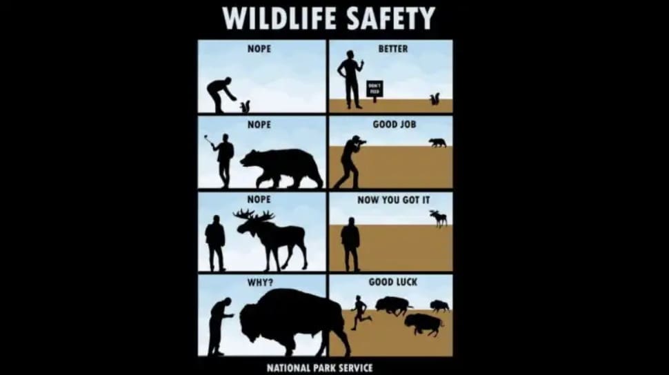 National Park Service wildlife safety.