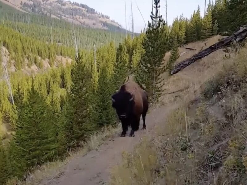 Hiker encounters bison on narrow trail @ Yellowstone National Park