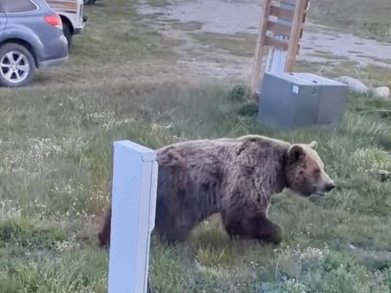Grizzly bears RV campsite @ Glacier National Park