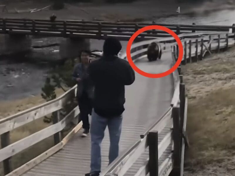 Grizzly approaches tourists on boardwalk @ Yellowstone National Park