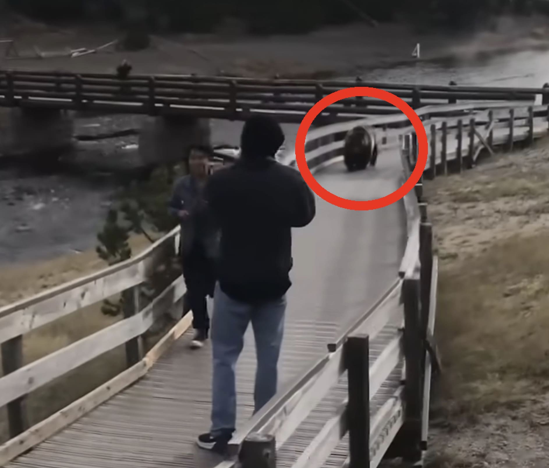 Approaching Grizzly Bear Clears Out Yellowstone National Park Boardwalk Full of Tourists
