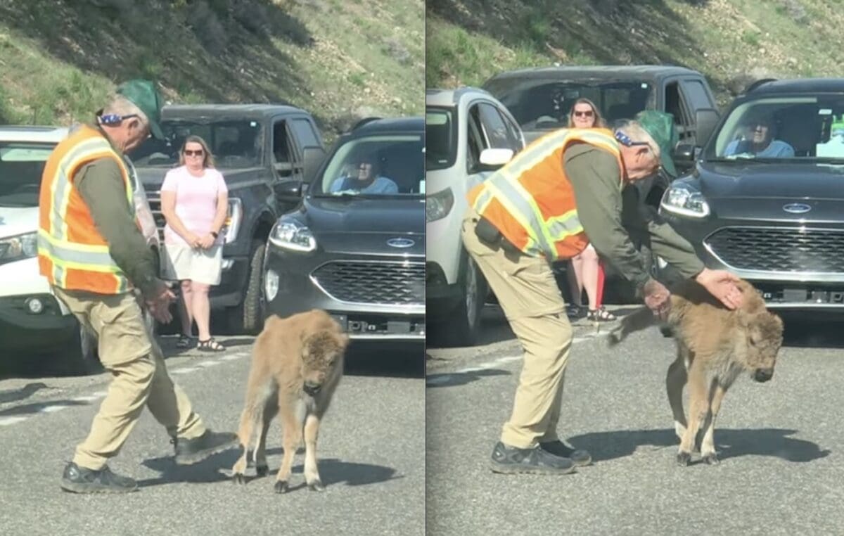 Bison Calf Kicks Volunteer @ Yellowstone National Park - Unofficial Networks
