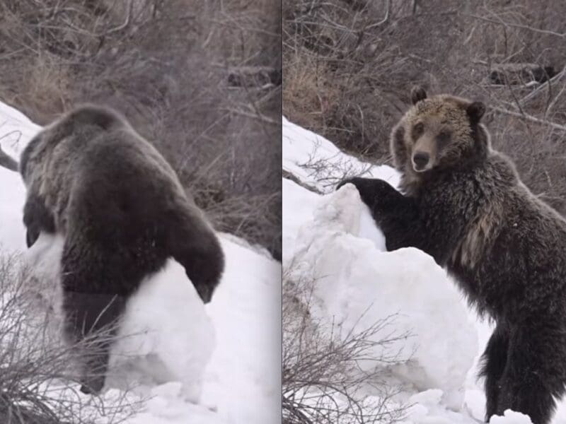 Grizzly bear plays with snowball @ Yellowstone National Park