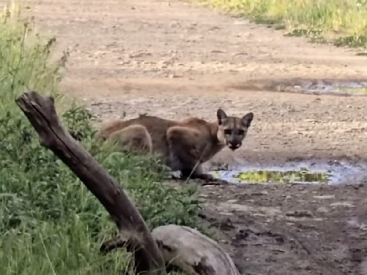 Mountain lion encounter @ Point Mugu State Park