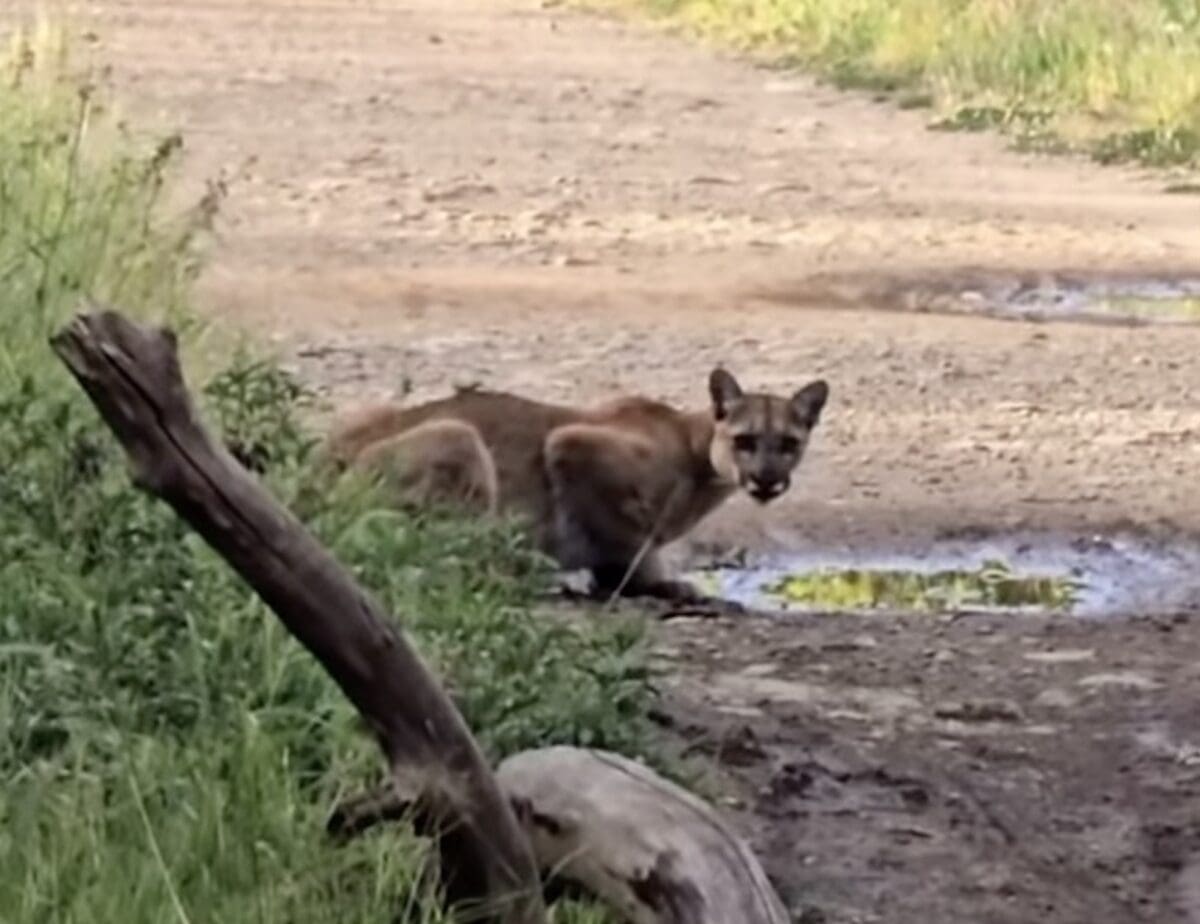 Mountain lion encounter @ Point Mugu State Park