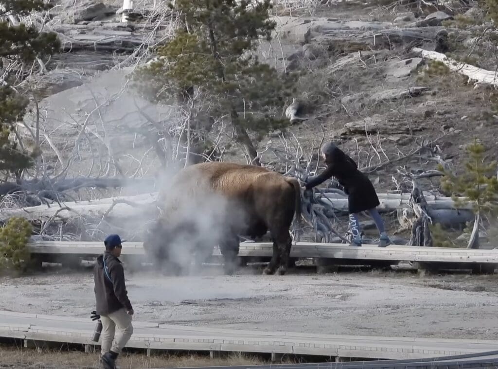 Woman pets bison @ Yellowstone National Park.