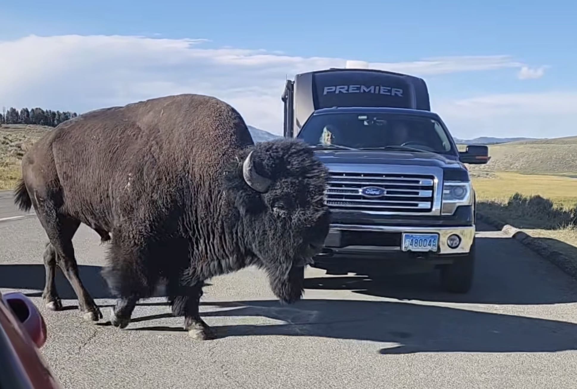 Yellowstone Bison Dwarfs Full Size Pickup Truck