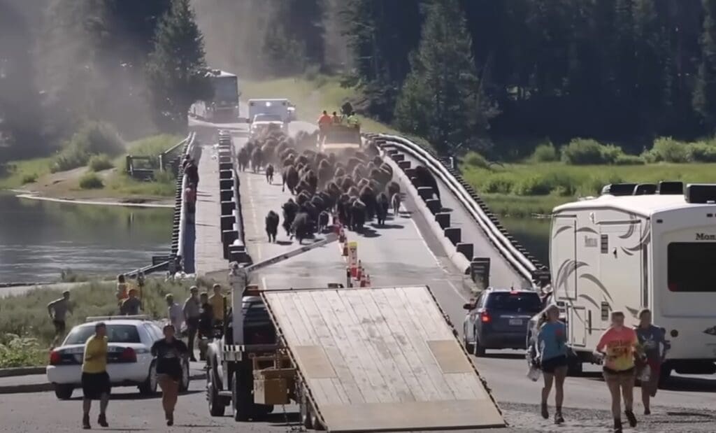 Bison stampede tourists run @ Yellowstone National Park