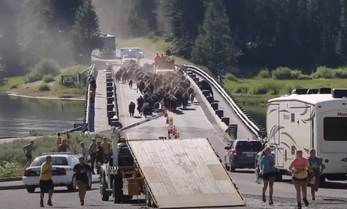 Bison stampede tourists run @ Yellowstone National Park